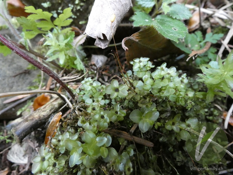 Punktiertes Wurzelsternmoos: Übersicht